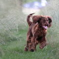 Duitse Staande Hond, Langhaar