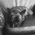 Franse Bulldog