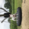 Bull Terrier, miniatuur