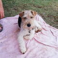 Foxterrier, draadhaar