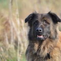 Cão da Serra da Estrela, langhaar