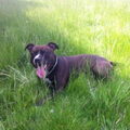 American Staffordshire Terrier