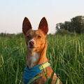 Podenco Andaluz