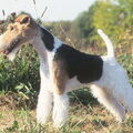 Foxterrier, draadhaar