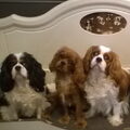 Cavalier King Charles Spaniel