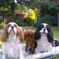 Cavalier King Charles Spaniel