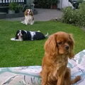 Cavalier King Charles Spaniel