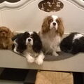 Cavalier King Charles Spaniel