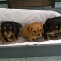 Cavalier King Charles Spaniel