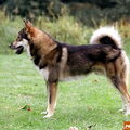 Westsiberische Laika
