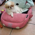 Japanse Spaniel