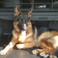 Duitse Herder