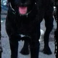 Labradoodle