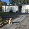 Irish Softcoated Wheaten Terriër