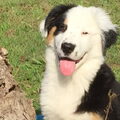 Australian Shepherd