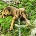 Engelse Cocker Spaniel