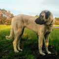 Anatolische herder