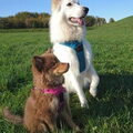Finse Lappenhond