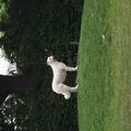 Kuvasz