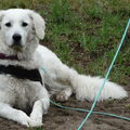 Kuvasz