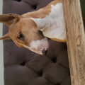 Bull Terrier, miniatuur