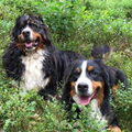 Berner Sennenhond