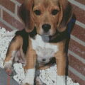 Beagle