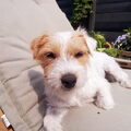 Parson Russell Terriër