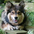Finse lappenhond kennel Bronnesteyn