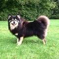 Finse lappenhond kennel Bronnesteyn