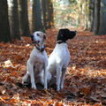 Engelse Pointer