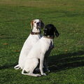 Engelse Pointer