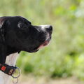 Engelse Pointer