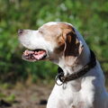 Engelse Pointer