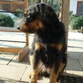 Duitse Jachtterrier