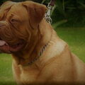 Bordeauxdog