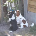 Cavalier King Charles Spaniel