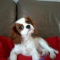 Cavalier King Charles Spaniel