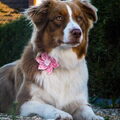 Australian Shepherd