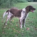 Engelse Springer Spaniel