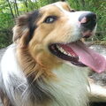 Border Collie