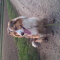 Border Collie