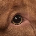 Nova Scotia Duck Tolling Retriever