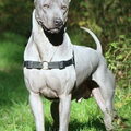 Thai Ridgeback