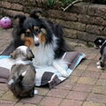 Special Princess
