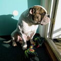 Amerikaanse Bulldog