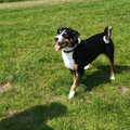 Appenzeller Sennenhond