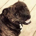 Staffordshire Bull Terrier