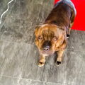 Staffordshire Bull Terrier
