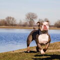 Rebel bullys